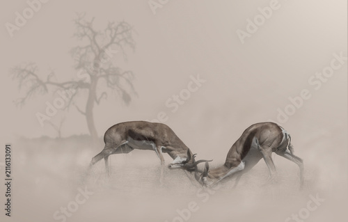 Composite of two fighting springbok in a dusty environment with a dead tree in the distant background