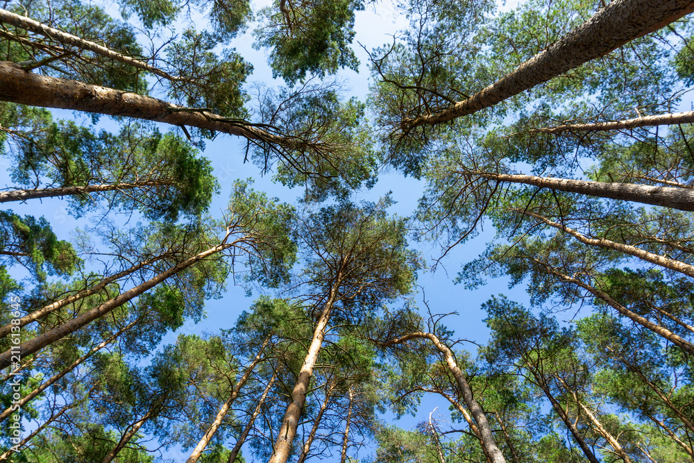 Obraz premium Pine trees in Tegneby forest reaching blue sky