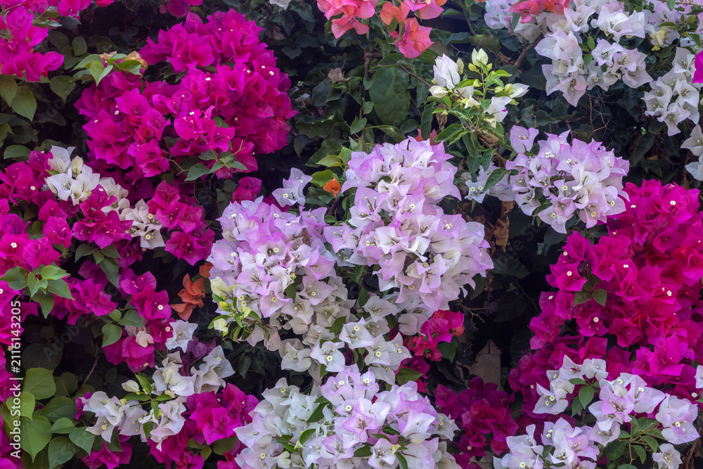 Obraz premium Vibrant colorful bougainvillea flowers blooming in shades of magenta, pink, and white amidst green foliage during soft daylight. Mediterranean region.