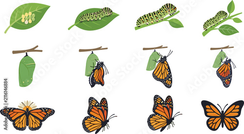 Foto Monarch Butterfly Life Cycle Vector Set Showing Eggs Caterpillar Chrysalis Metam