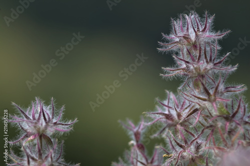 Alpine sea holly plant