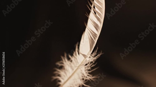 Single white feather detail on black.