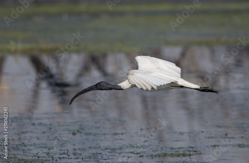 Bild auf Leinwand Black-headed ibis in flight