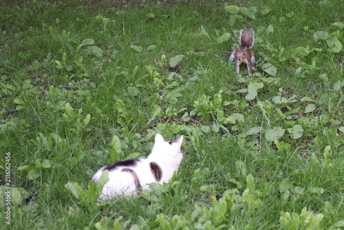 Foto Cats and squirrels do interact in Ireland, but the impact depends on the squirrel species and the environment