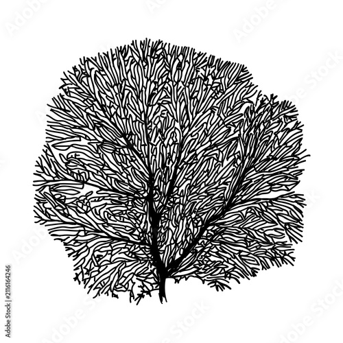 Hand-drawn vector sketch of a sea coral