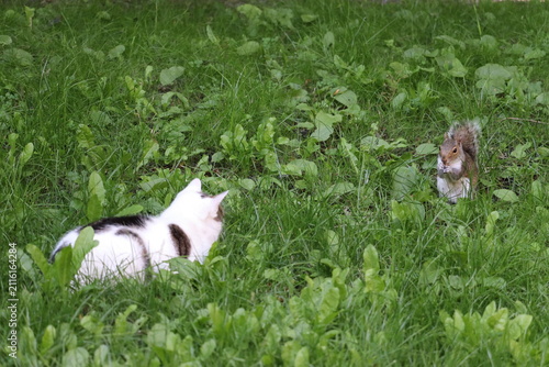 Cuadro en lienzo Cats and squirrels do interact in Ireland, but the impact depends on the squirrel species and the environment