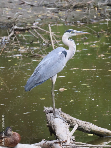 фотографія Birdlife of Szalki Island with egret blackbird and kingfisher