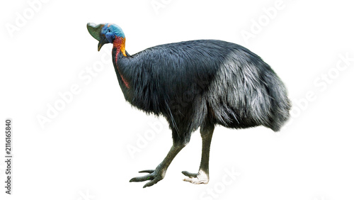 Konstfotografi Wild cassowary standing isolated on transparent background PNG design element