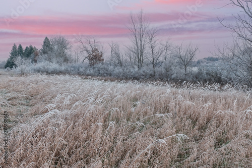 Winter landscape at dawn of frosted grasses, bare trees, and bushes, Michigan, USA