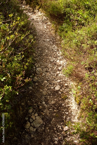 Foto Narrow rocky hiking trail winding through dense alpine shrubs and mountain vegetation