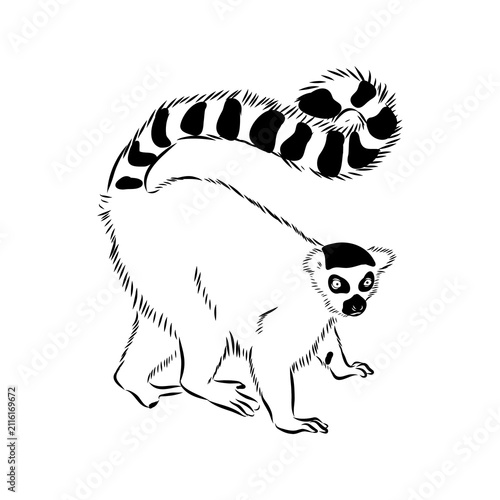 Lemur, a wild animal, vector sketch.