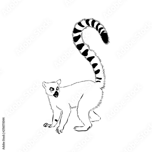 Lemur, a wild animal, vector sketch.