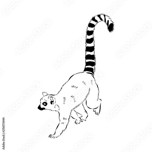 Lemur, a wild animal, vector sketch.