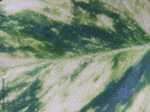 Foto Gouttes de rosée sur une feuille verte au lever du jour