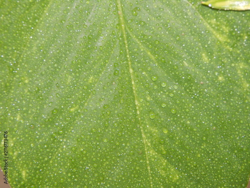 фотографія Gouttes de rosée sur une feuille verte au lever du jour