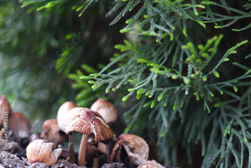 Coprinellus xanthothrix refers to inedible mushroom.