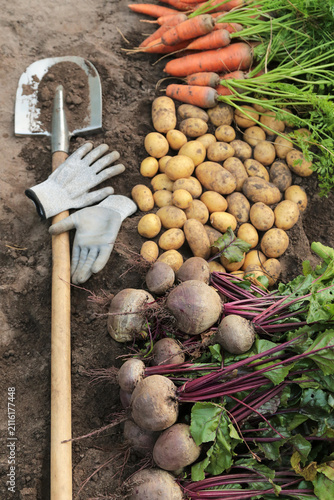 Autumn harvest of fresh raw carrot, beetroot and potatoes on soil in garden. Harvesting Organic vegetables