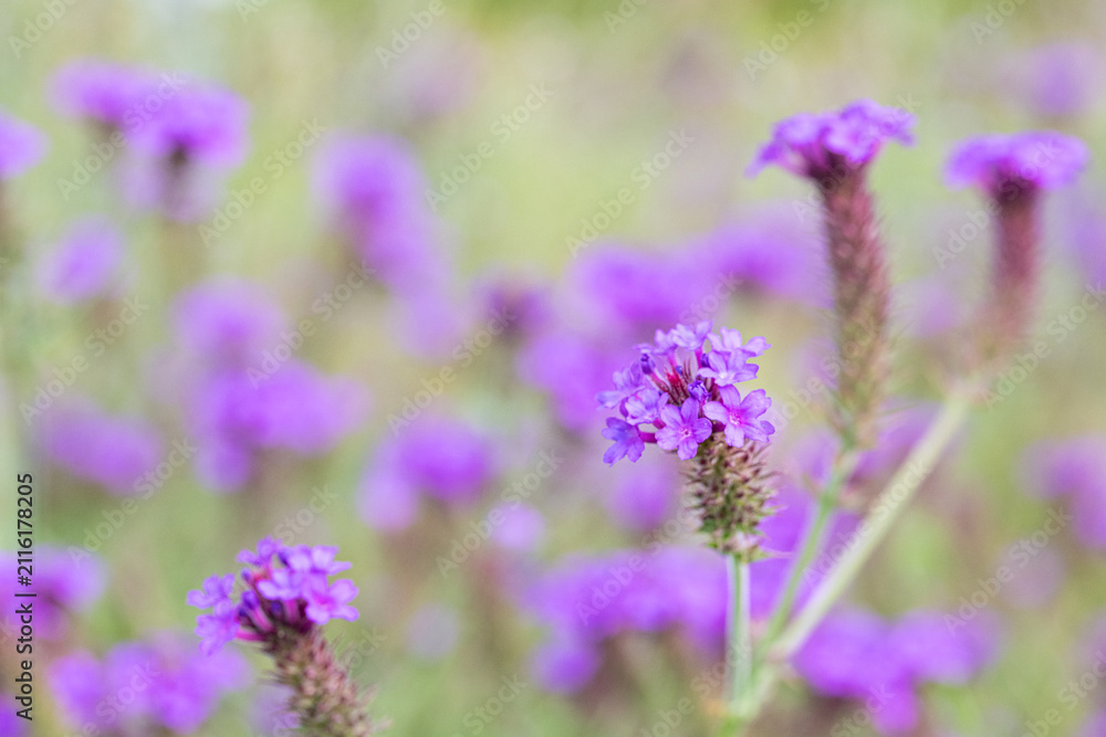 Obraz premium Purple Verbena Rigida Flowers Blooming in Summer Garden