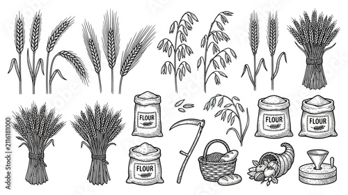 Foto Hand-Drawn Cereal Grains and Agricultural Tools