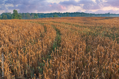 Landscape at sunrise of a wheat field, Michigan, USA
