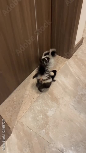Three Baby Skunks Walking Together on Marble Floor Indoors