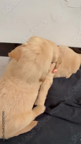 Two Golden Retriever Puppies Cuddling and Hugging on Black Mat