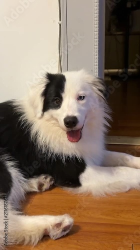 Happy Black and White Border Collie Lying on Wooden Floor with Heterochromia Eyes