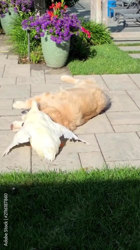 Golden Retriever and White Duck Cuddling Together on Patio