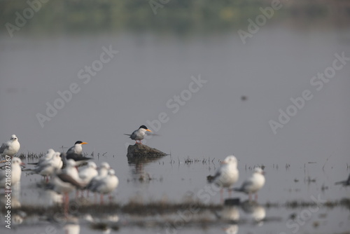 Photography The river tern or Indian river tern (Sterna aurantia) is a tern in the family Laridae, the largest species currently included in the genus Sterna of typical terns