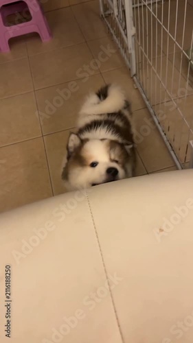Playful Fluffy Puppy with Tongue Out Leaning on Couch Indoors