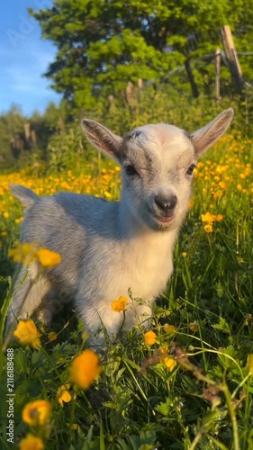 Cute Baby Goat Standing in Yellow Flower Field on Sunny Day