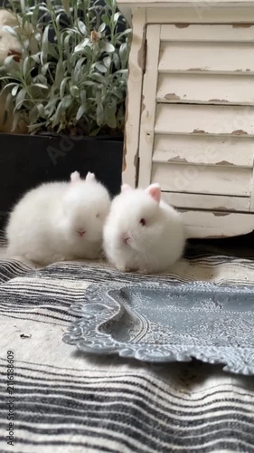 Two Cute White Baby Bunnies Sitting on Striped Cloth with Rustic Decor