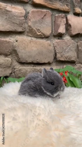Cute Gray Baby Bunny Sitting on Fluffy White Rug with Stone Background