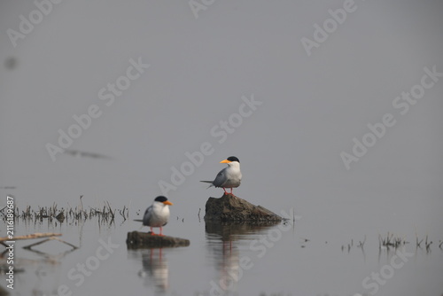 Obraz na płótnie The river tern or Indian river tern (Sterna aurantia) is a tern in the family Laridae, the largest species currently included in the genus Sterna of typical terns