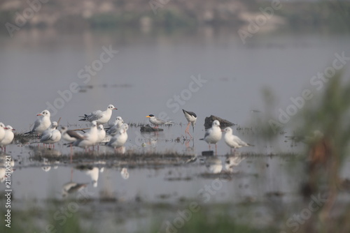Фотография The river tern or Indian river tern (Sterna aurantia) is a tern in the family Laridae, the largest species currently included in the genus Sterna of typical terns