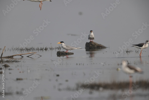 Obraz na płótnie The river tern or Indian river tern (Sterna aurantia) is a tern in the family Laridae, the largest species currently included in the genus Sterna of typical terns