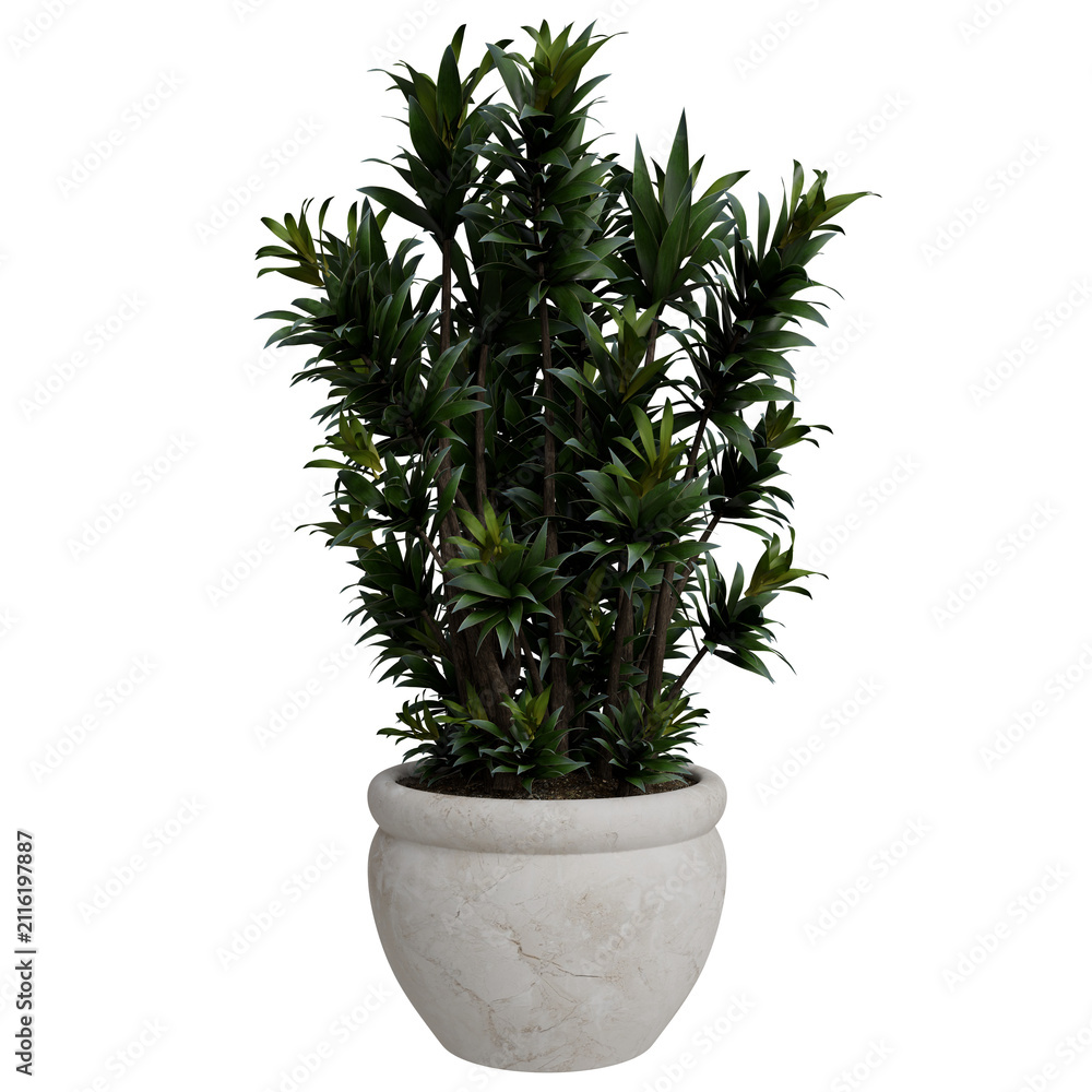 Fototapeta premium lush green houseplant, possibly a Dracaena or similar foliage plant, showcased in a stylish, round light beige or off-white pot