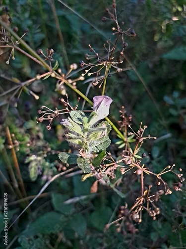 a delicate wildflower among dried seed head and meadow plants.