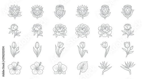 Set of Hand-Drawn Floral Illustrations in Sketch Style