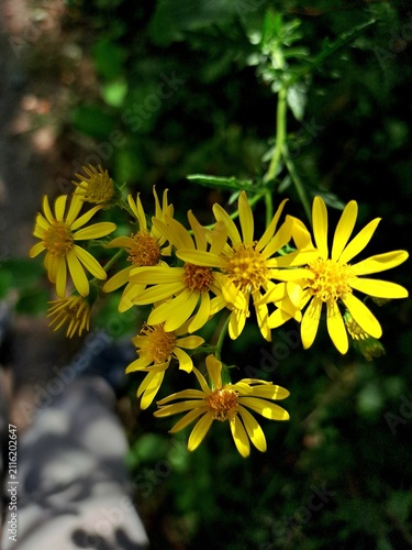 yellow flowers in the garden