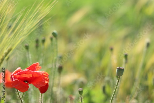 Red poppy flowers are adding a splash of color .