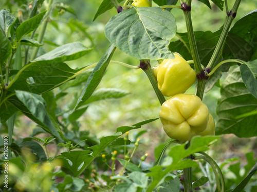 Картината върху платно Close up of pale yellow-green bell peppers growing on a plant stem amidst lush leaves in a summer vegetable garden