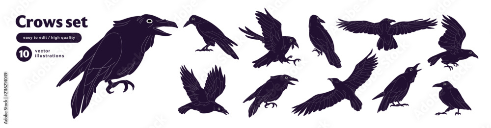 Fototapeta premium Crows in different poses set. Ravens fly, sit and croak. Birds with black feather are flying, landing and soaring in the sky. Halloween birdie character. Flat isolated vector illustrations on white