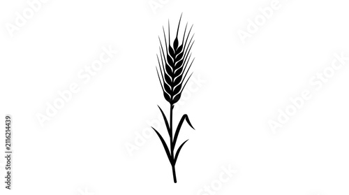 Wheat stalk silhouette on a white background simple botanical illustration