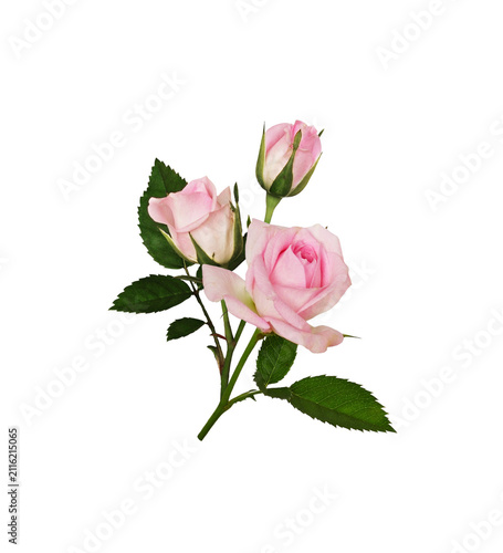 Pink rose flowers and green leaves in a small arrangement isolated on white or transparent background