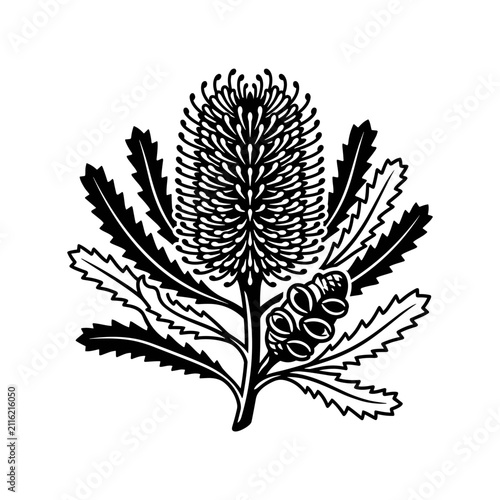 Banksia flower illustration black and white.