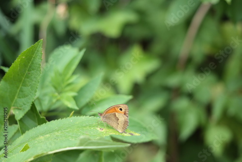 Bull's Eye butterfly is sitting on a green leaf.