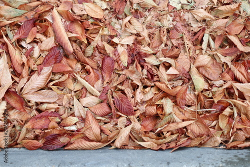 Background of dry beech tree leaves.