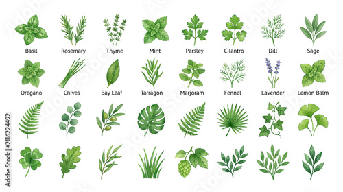Bild auf Leinwand Watercolor Herbs and Green Leaves Collection