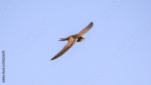 Pallid Swift bird flight in sky